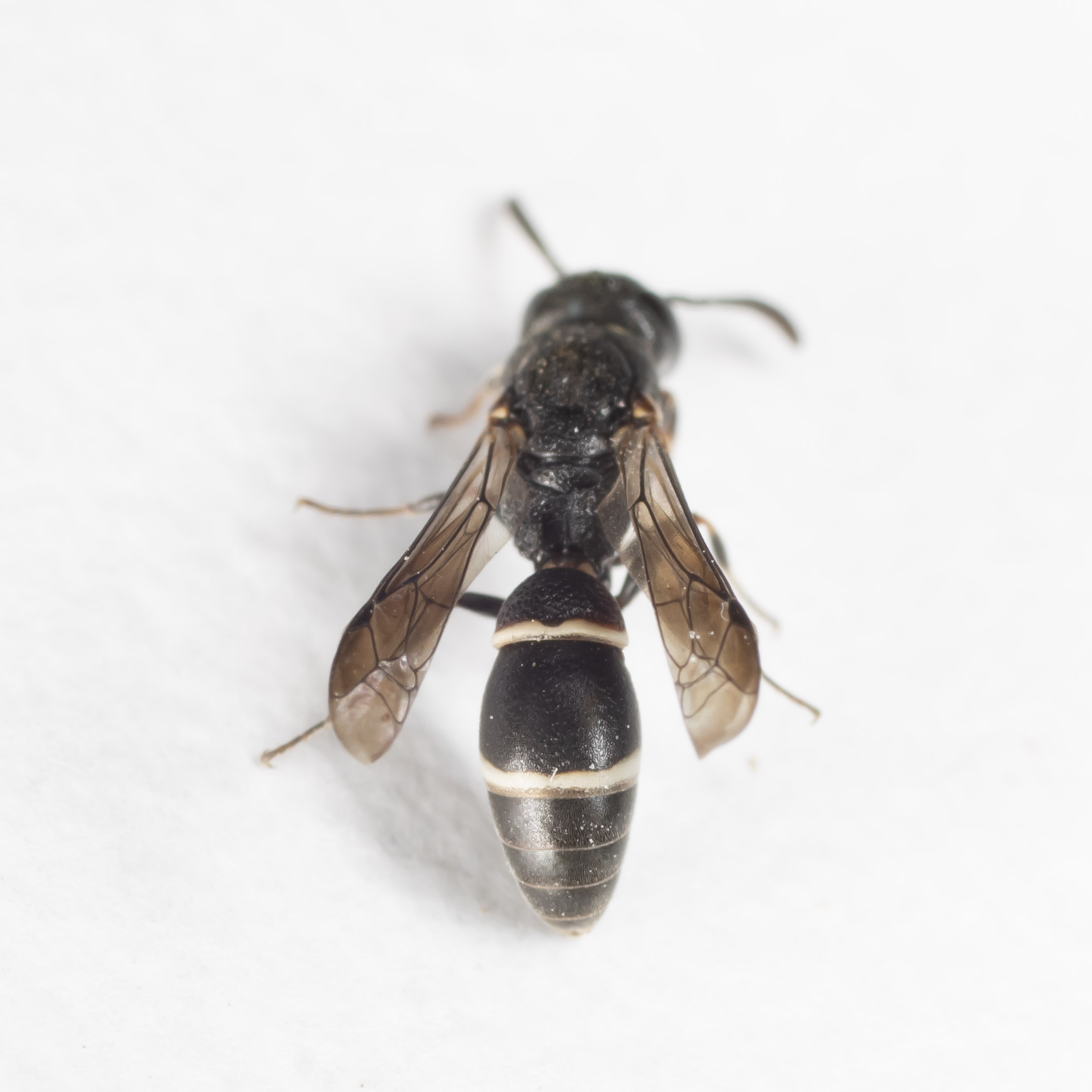 Vespidae Eumeninae: Microdynerus timidus